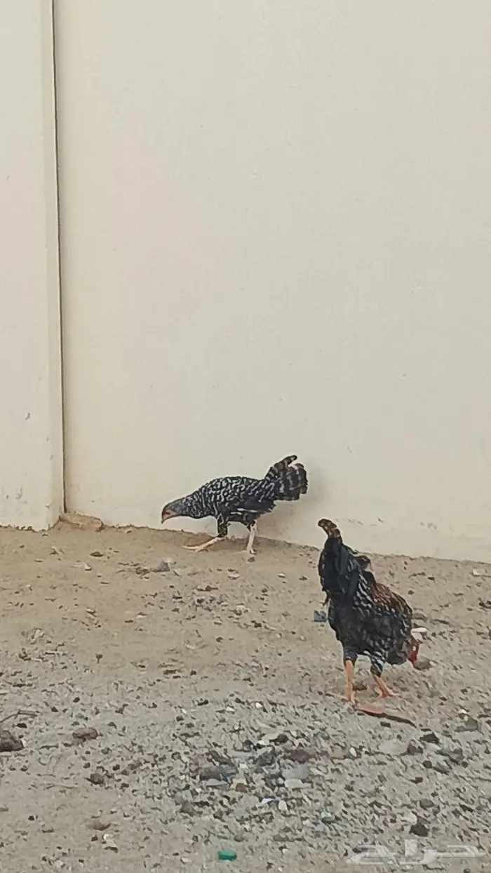 ديك ودجاجه 1