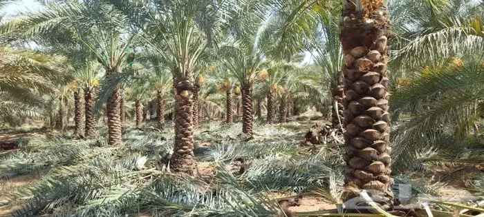 نخل واشنطن للبيع جميع المقاسات متوفره 2