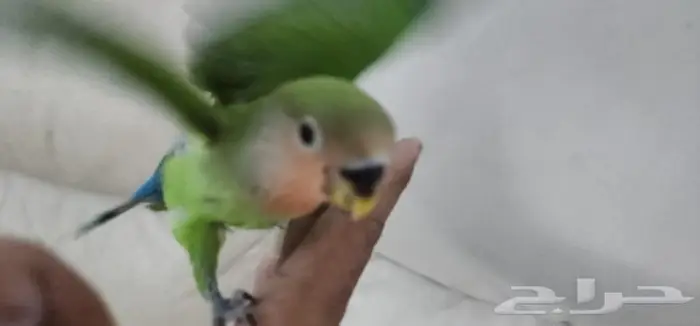 روز هدد اليف مناسب للصغار والكبار 2