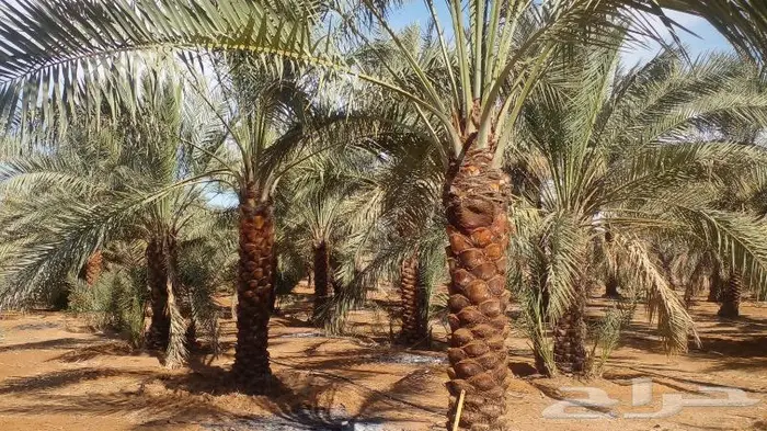 نخل واشنطن للبيع جميع المقاسات متوفره 0