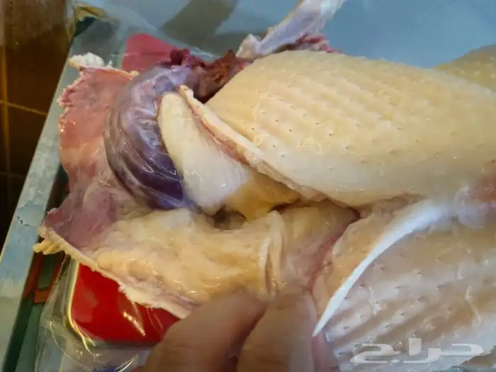 ديك رومي ذبح طازج 4