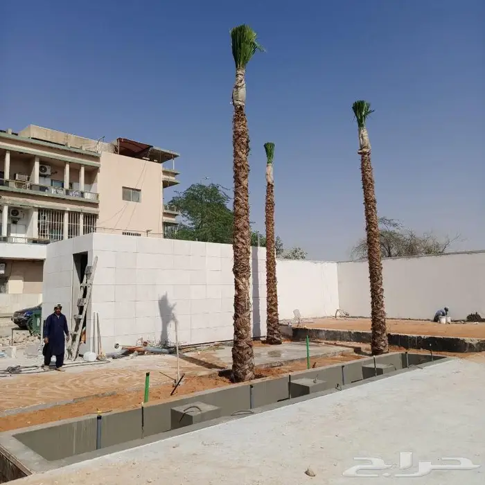 نخل واشنطن للبيع جميع المقاسات متوفره 3