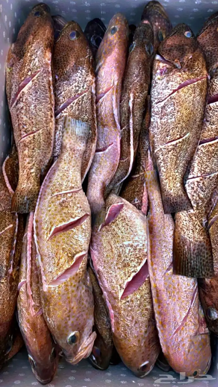 سمك بحري طازج 30