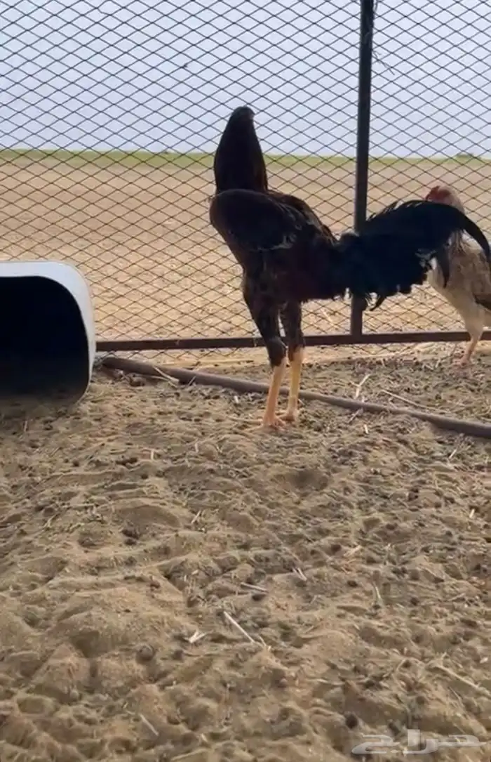 ديك باكستاني أصل  فرخ 1