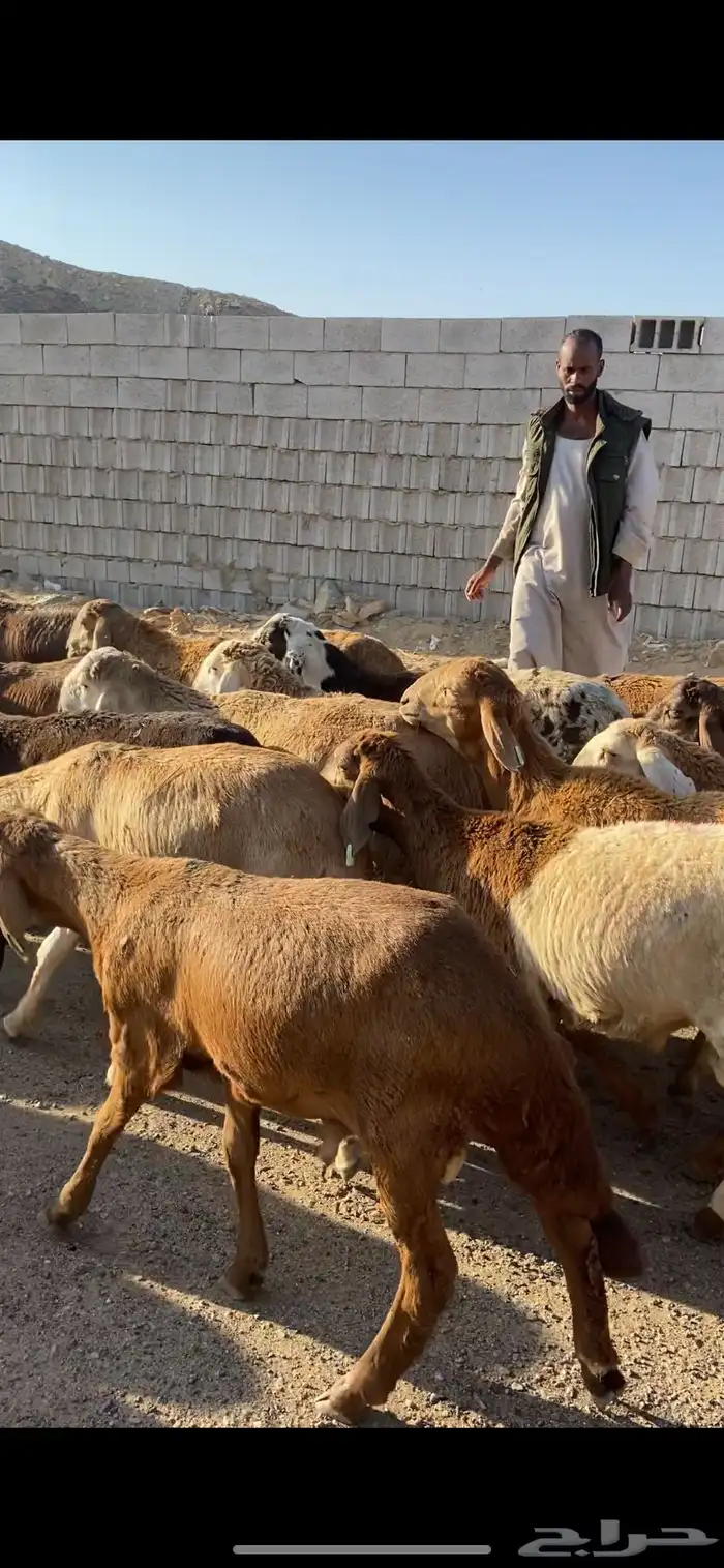 سواكني فاخر وحري ويوجد ذبح والتوصيل يوجد تابي 4