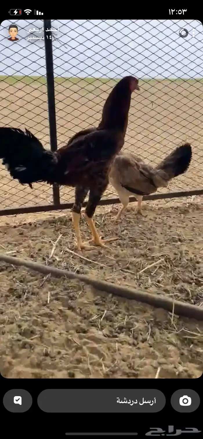 ديك باكستاني أصل  فرخ 2