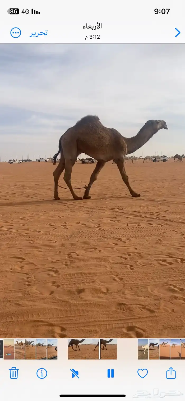 قعود جذع تمامي 4