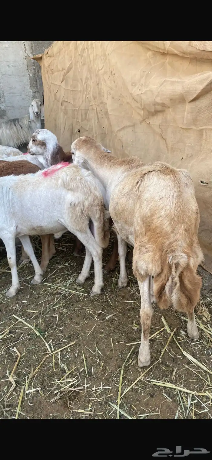 طليان جذعان سواكن مرابي 3