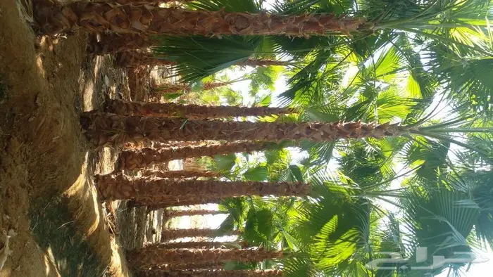 نخل واشنطن للبيع جميع المقاسات متوفره 4