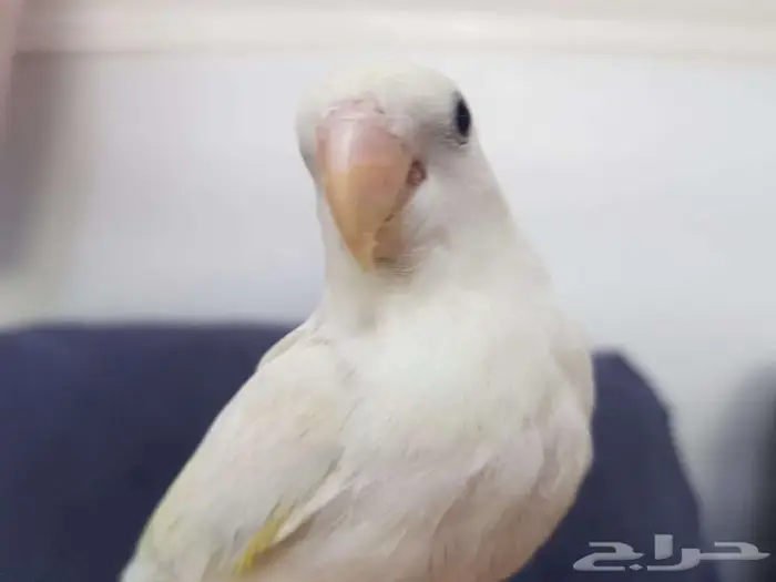 روز اليف جدا 3