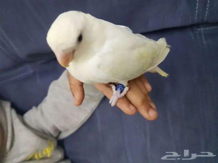 روز اليف جدا 0