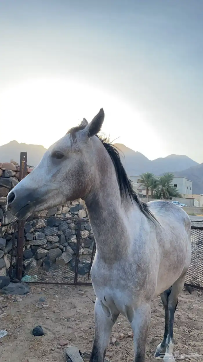 حصان كفو منوة القاني 2