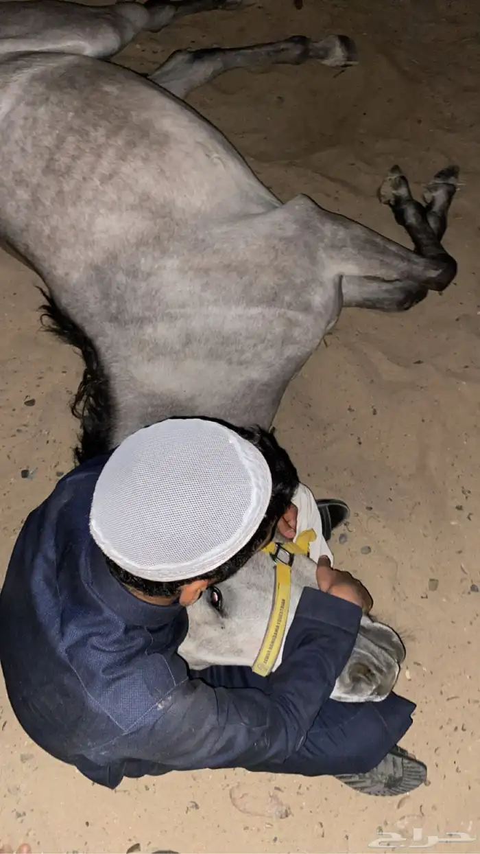 حصان كفو منوة القاني 10