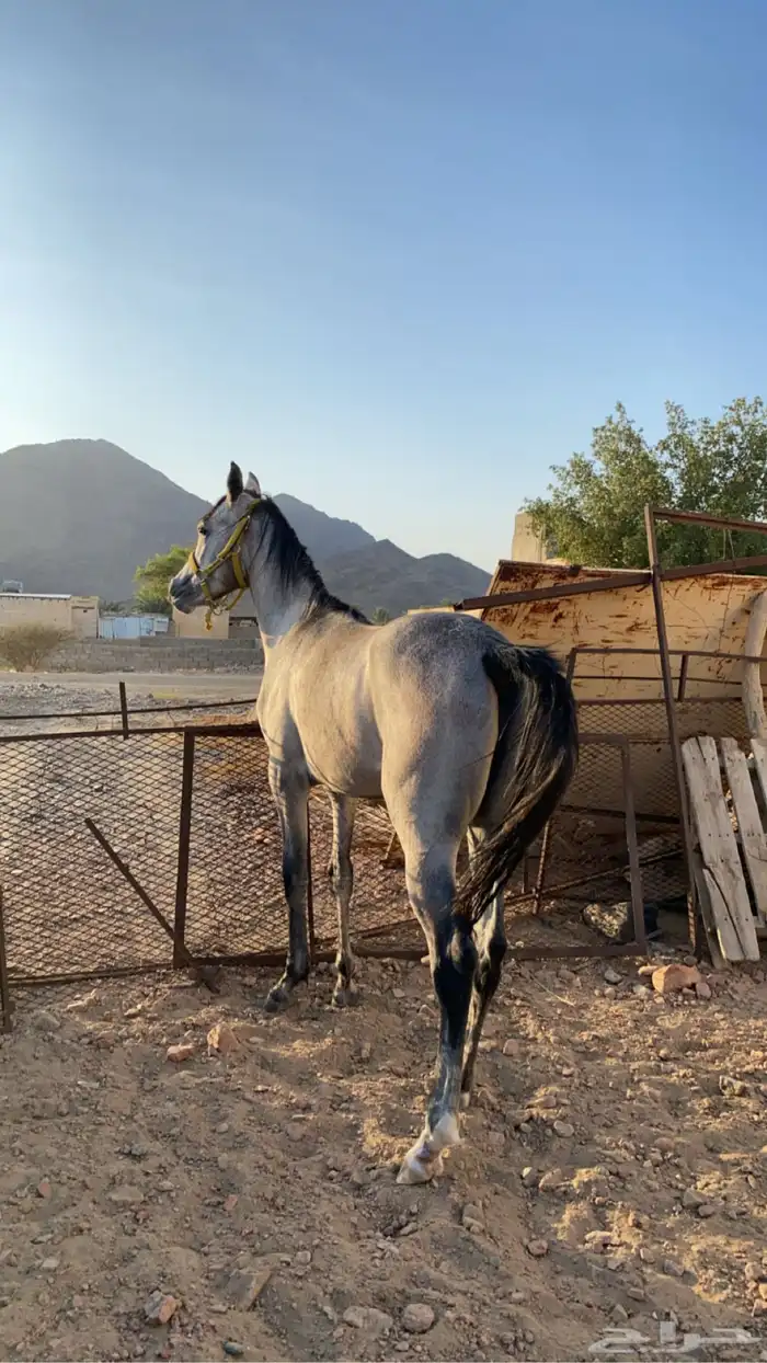 حصان كفو منوة القاني 3