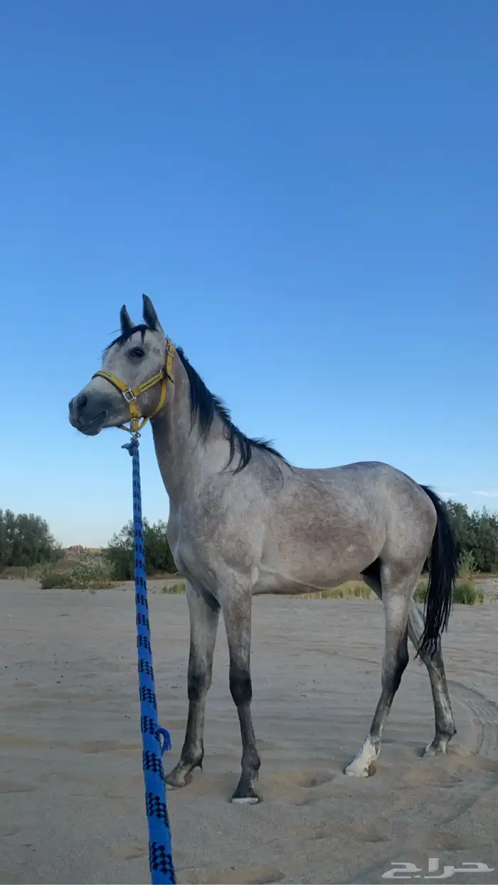 حصان كفو منوة القاني 4