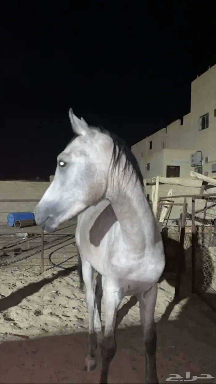 حصان كفو منوة القاني 9