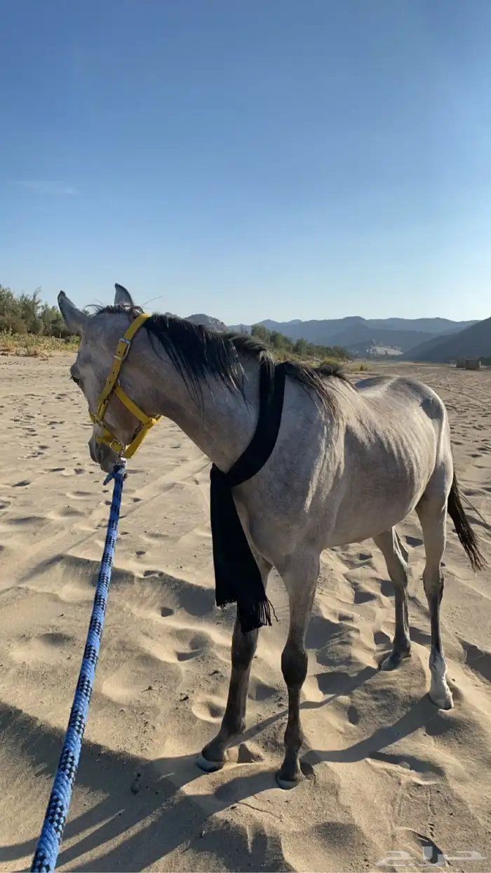 حصان كفو منوة القاني 8