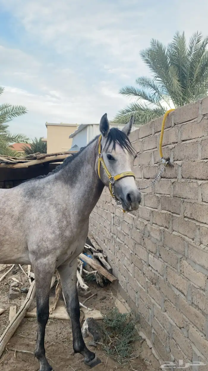 حصان كفو منوة القاني 1