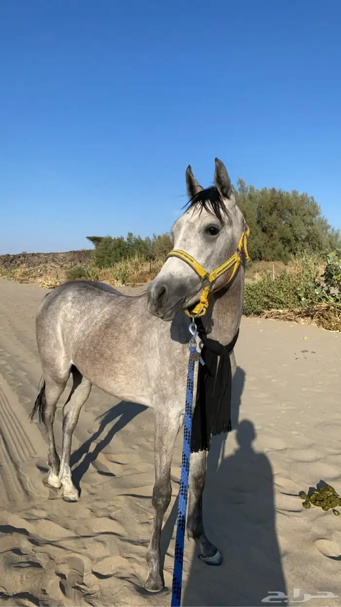 حصان كفو منوة القاني 6