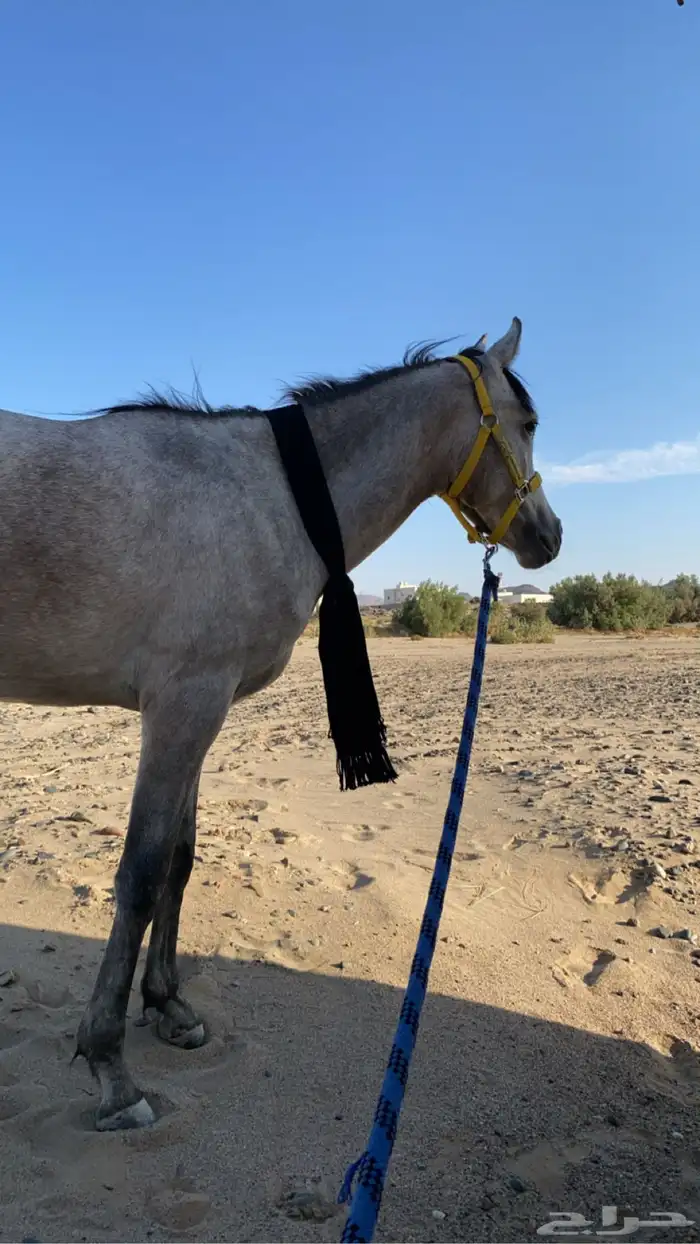 حصان كفو منوة القاني 7