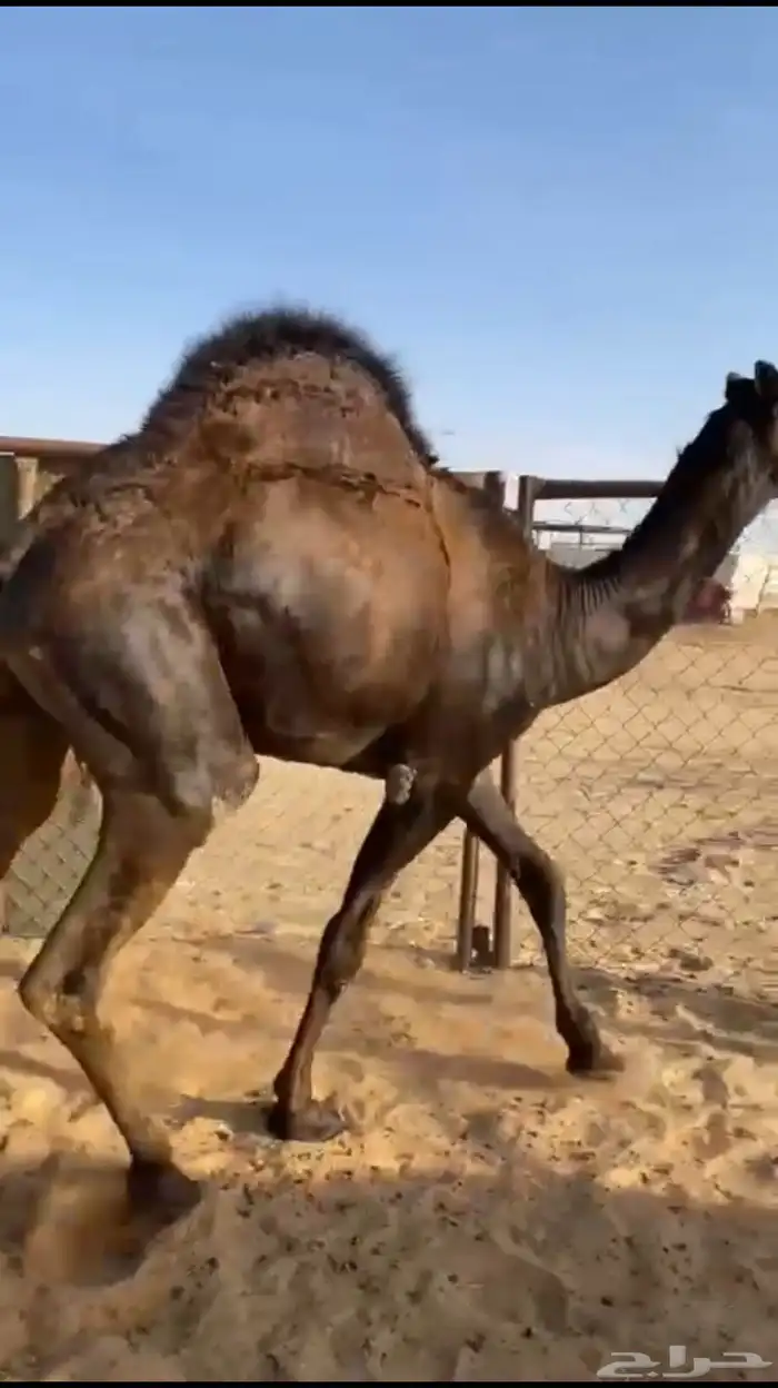 قعود كفو فل الفل مغلق للبيع 0