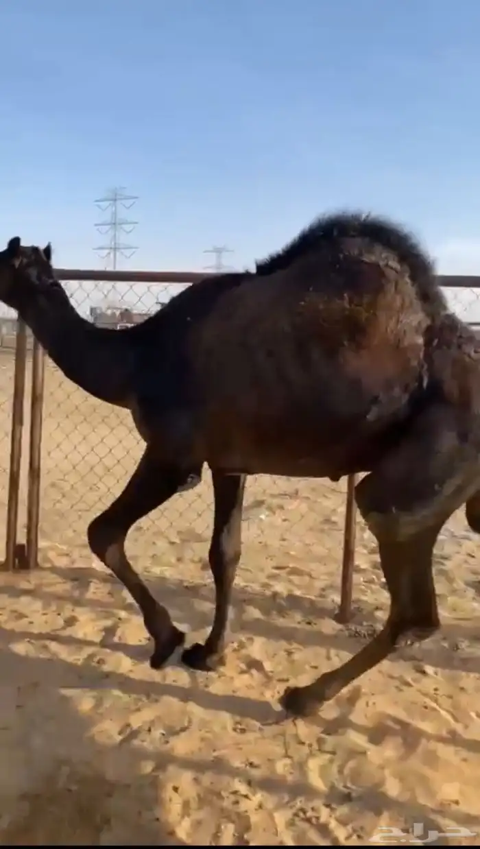 قعود كفو فل الفل مغلق للبيع 1