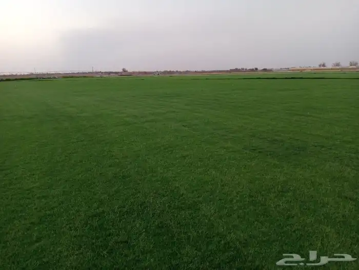 ثيل سئ 2000صافي وطبيعي الموقع الخرج 3