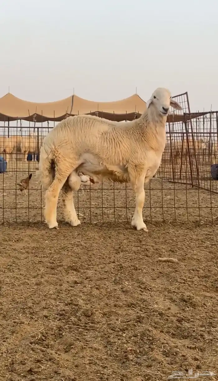 مشروع فحل جذع صنف 1