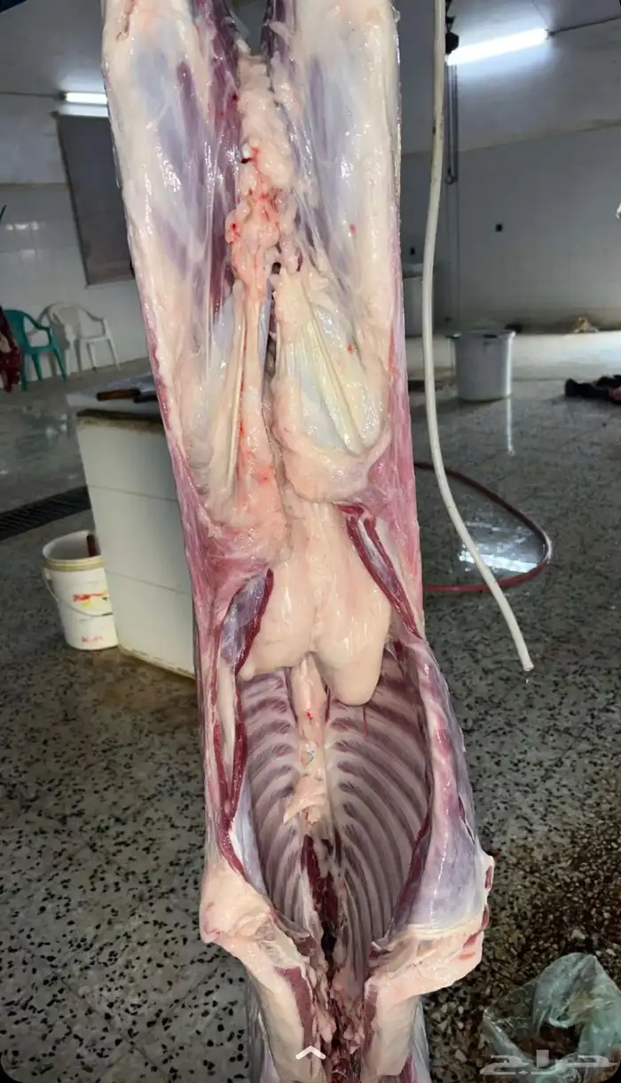 توفير ذبايح داخل و خارج جده مع خدمه الذبح و التوصيل 1