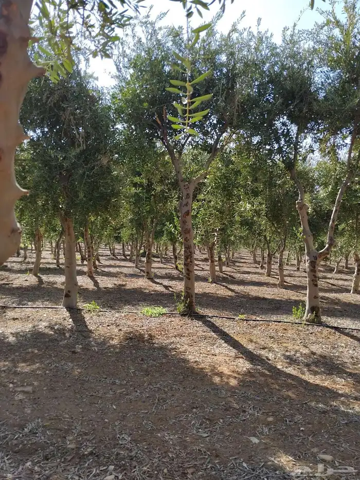 اشحار زيتون من بوصة الي5بوص و2 الي 4 متر 19