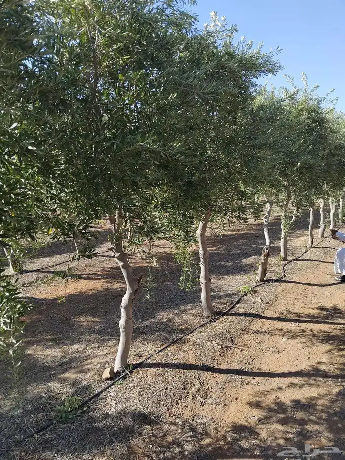 اشحار زيتون من بوصة الي5بوص و2 الي 4 متر 20