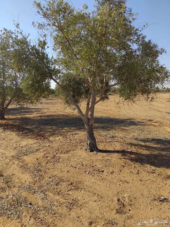 اشحار زيتون من بوصة الي5بوص و2 الي 4 متر 22