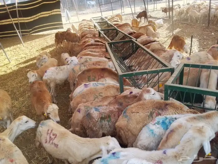 برابر 8