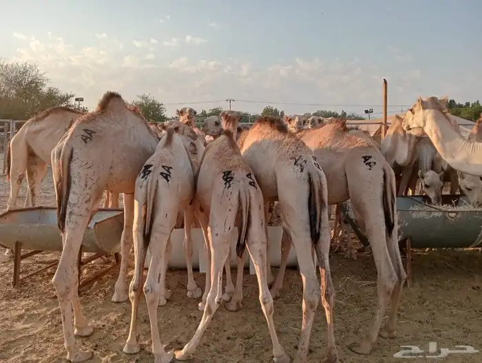 برابر 12
