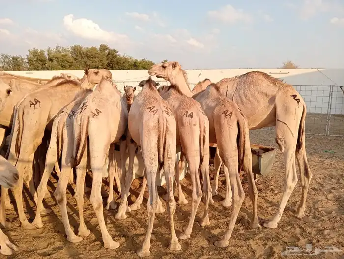 برابر 14