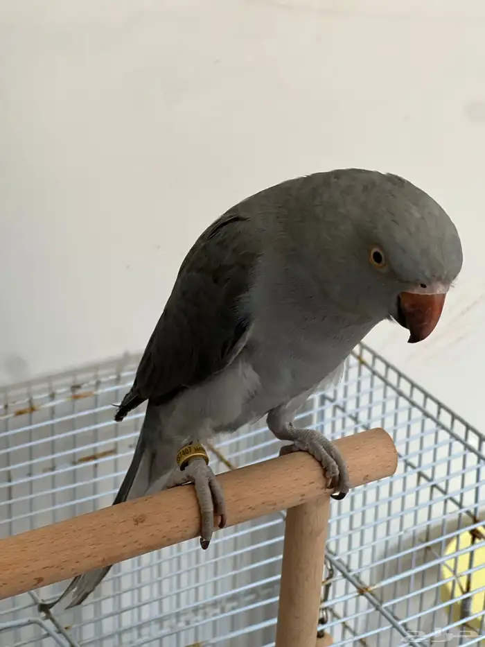 بغبغاء درة 1