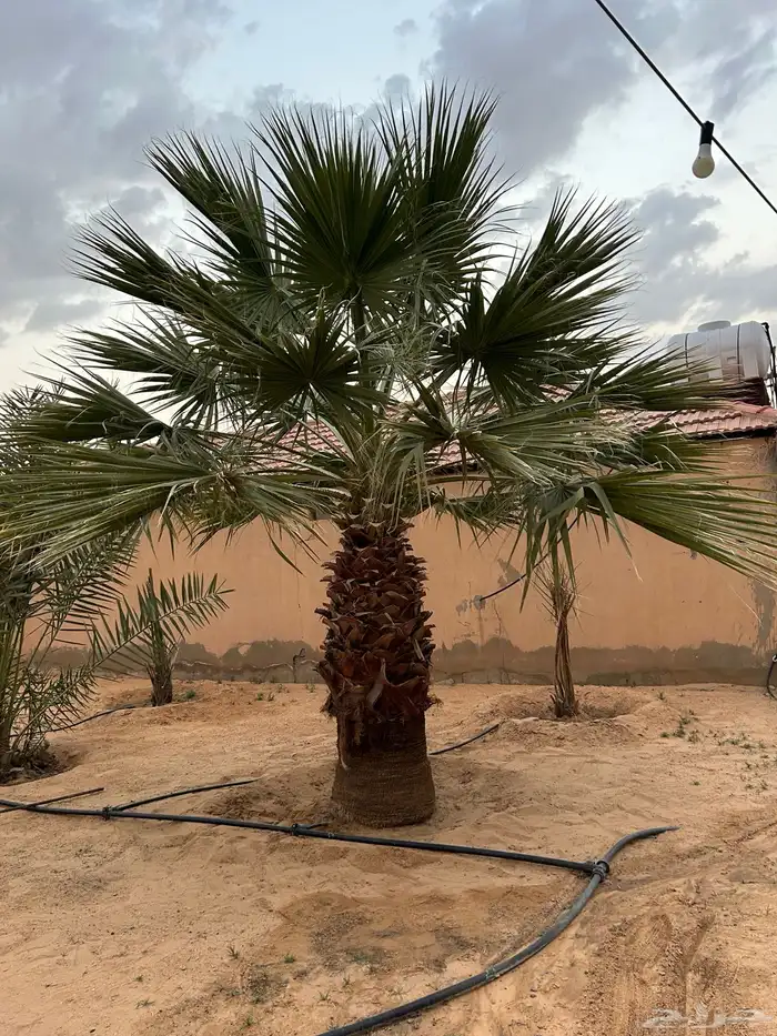 البيع نخل 0