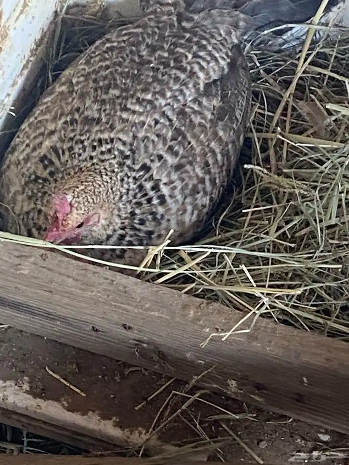 دجاج وصيصان بلدي 1