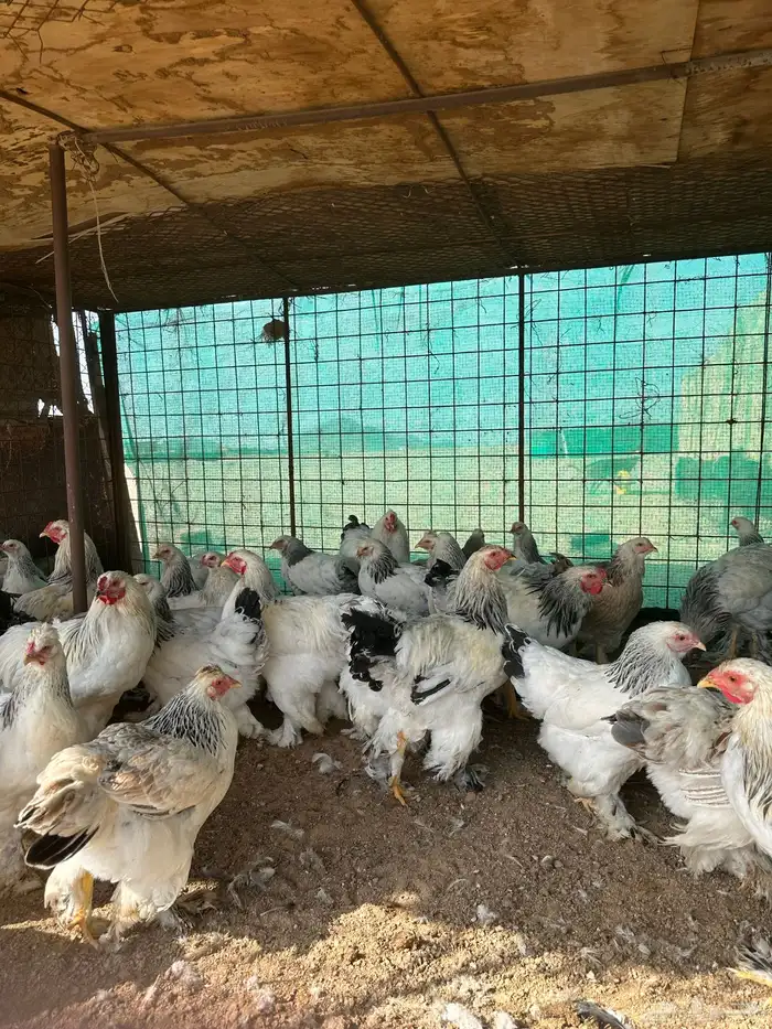 دجاج براهما 1
