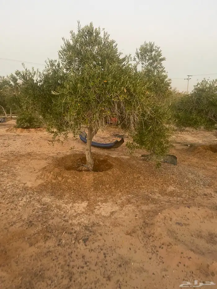 اشحار زيتون من بوصة الي5بوص و2 الي 4 متر 11