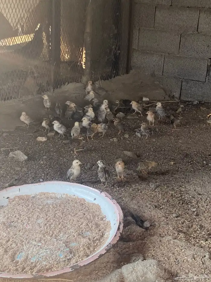 دجاج وصيصان بلدي 2