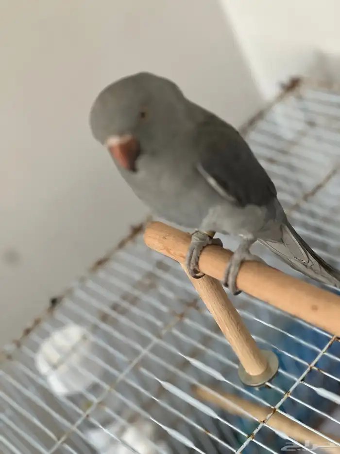 بغبغاء درة 0