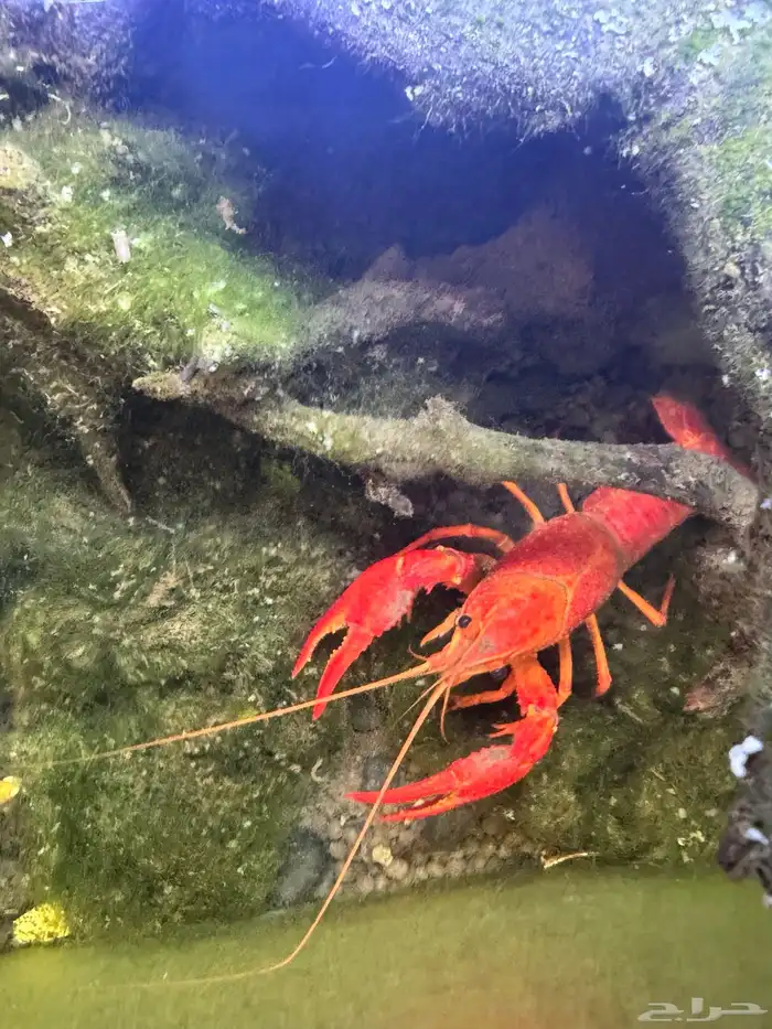 ستاكوزا احواض السمك 0