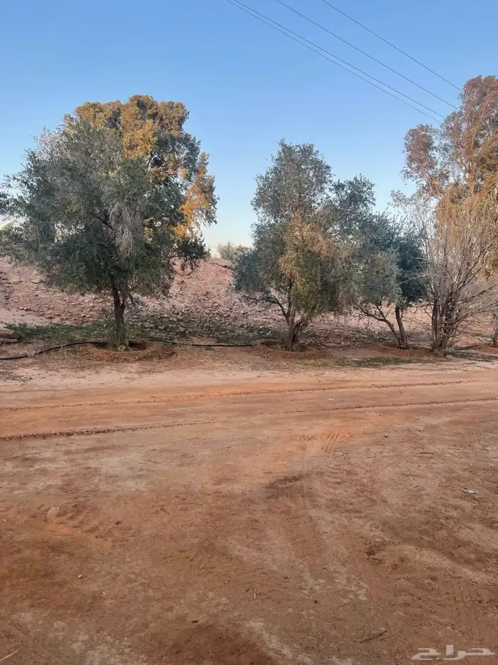 اشحار زيتون من بوصة الي5بوص و2 الي 4 متر 16