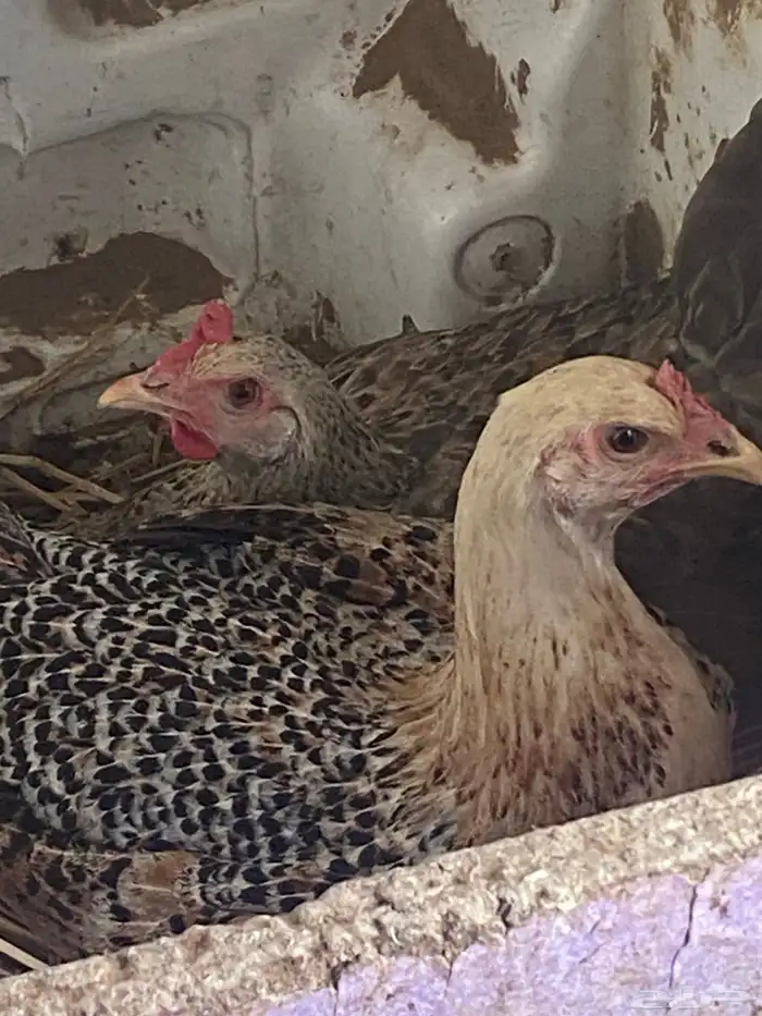 دجاج وصيصان بلدي 3