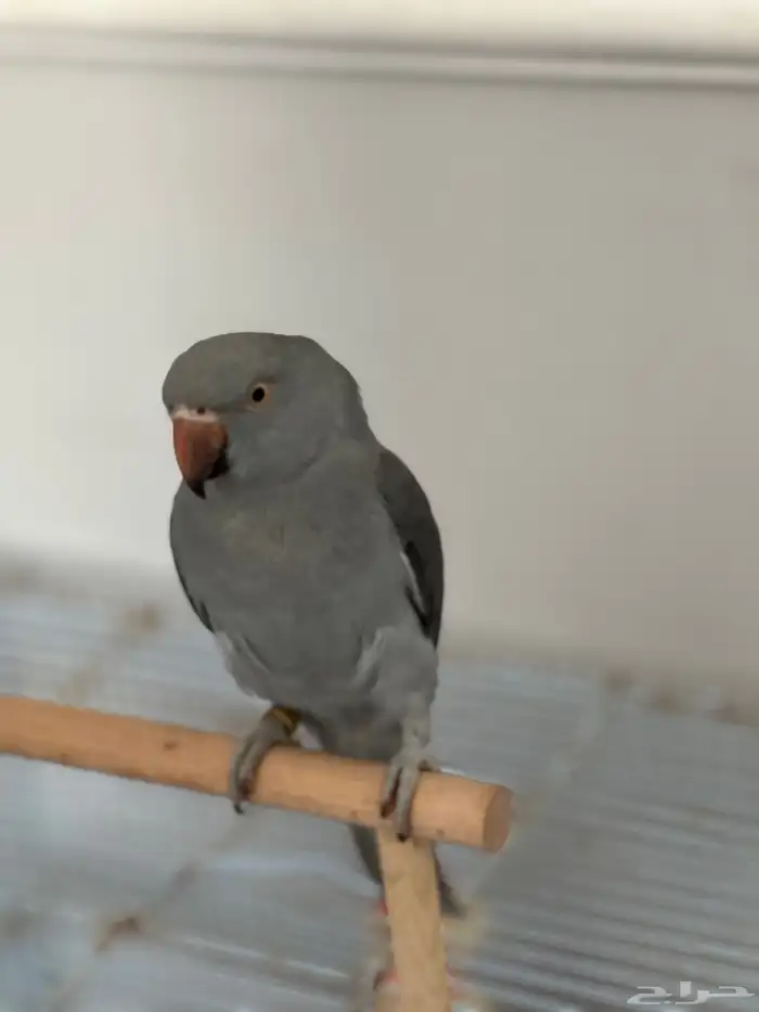 بغبغاء درة 3