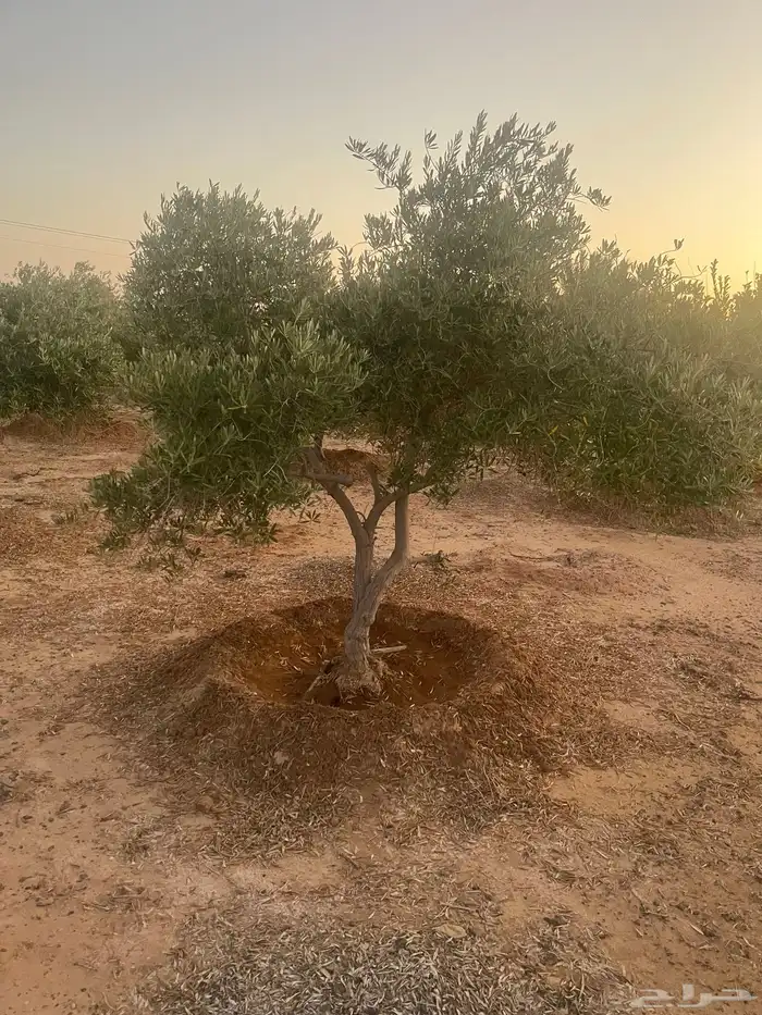 اشحار زيتون من بوصة الي5بوص و2 الي 4 متر 10