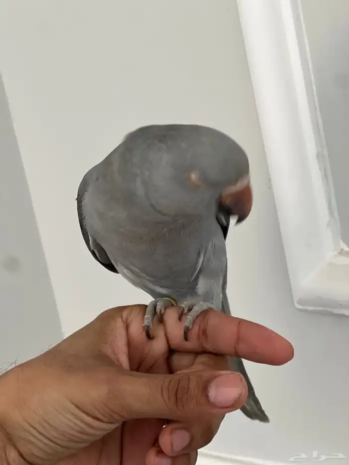 بغبغاء درة 2