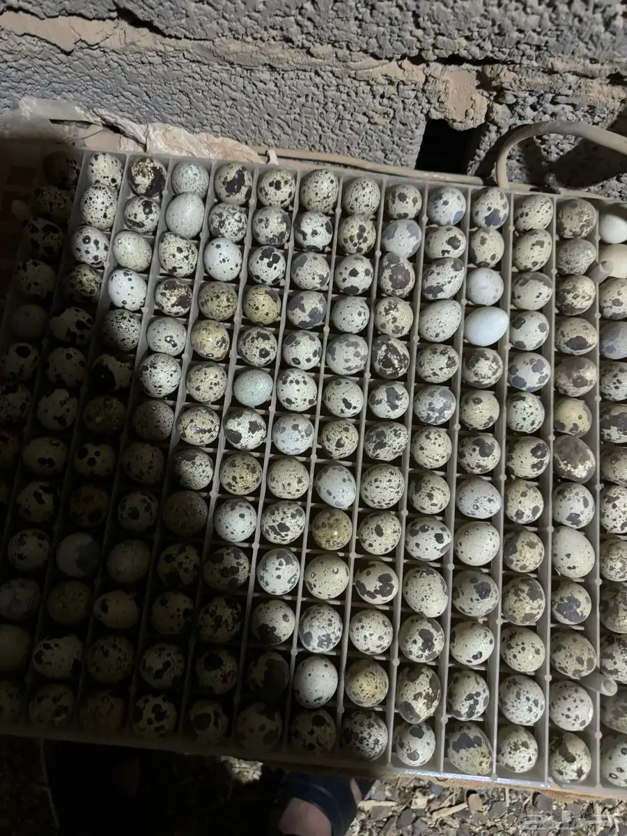 بيض سمان 1