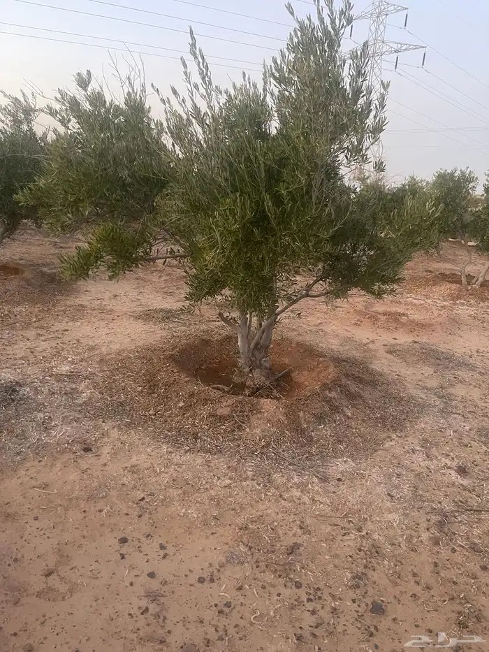 اشحار زيتون من بوصة الي5بوص و2 الي 4 متر 12